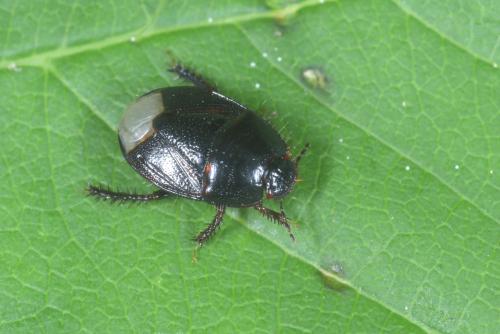 Microporus nigrita
